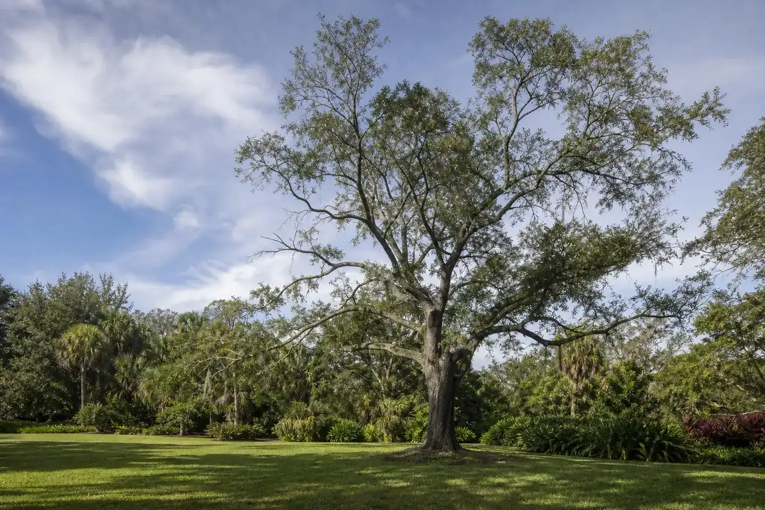 Mature Florida shade tree with branches ready for trimming for tree trimming services in holly hill fl Mature Florida shade tree with branches ready for trimming for tree trimming services in holly hill fl