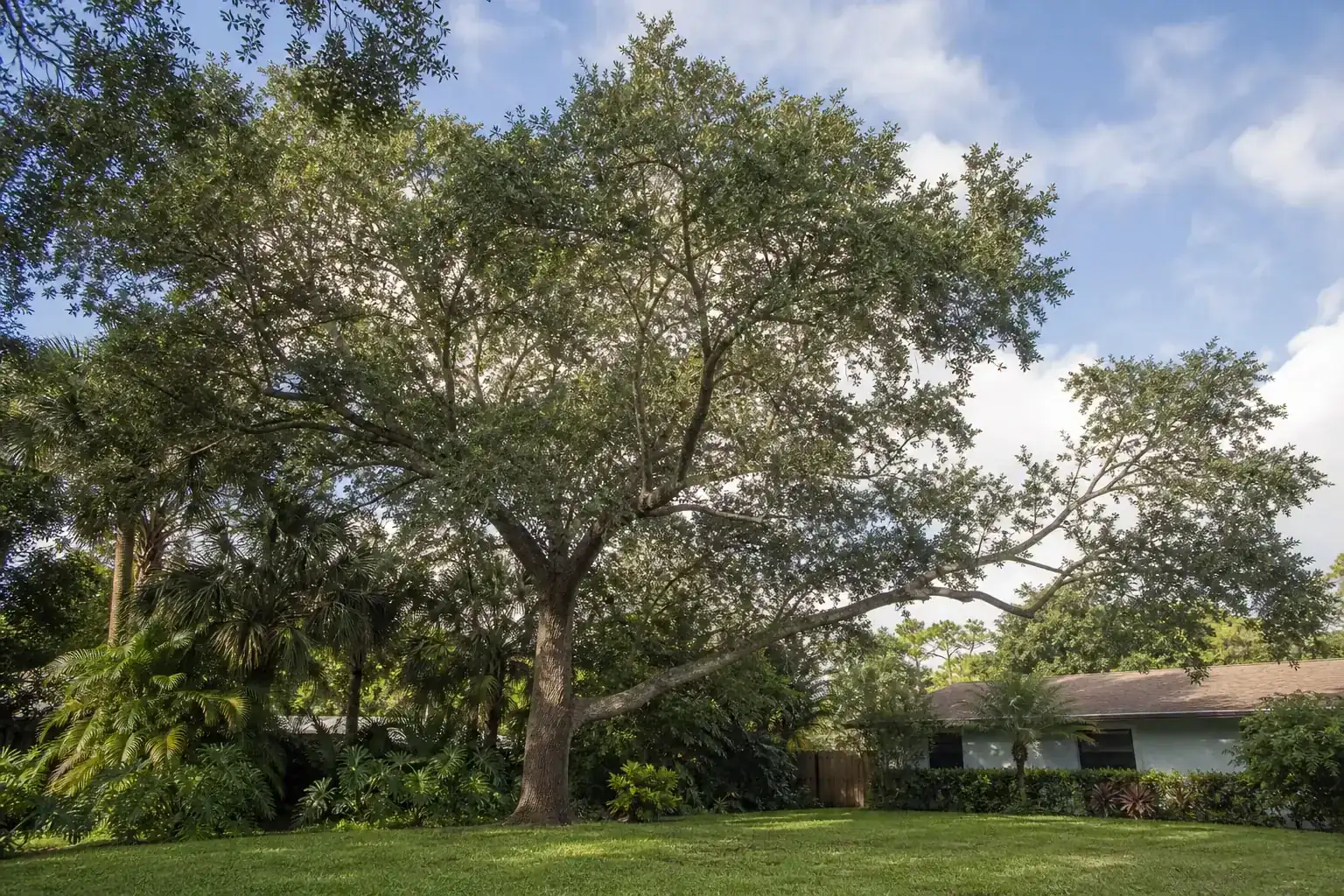 Mature Florida shade tree with branches ready for trimming during a discussion of when tree trimming is necessary for florida trees Mature Florida shade tree with branches ready for trimming during a discussion of when tree trimming is necessary for florida trees