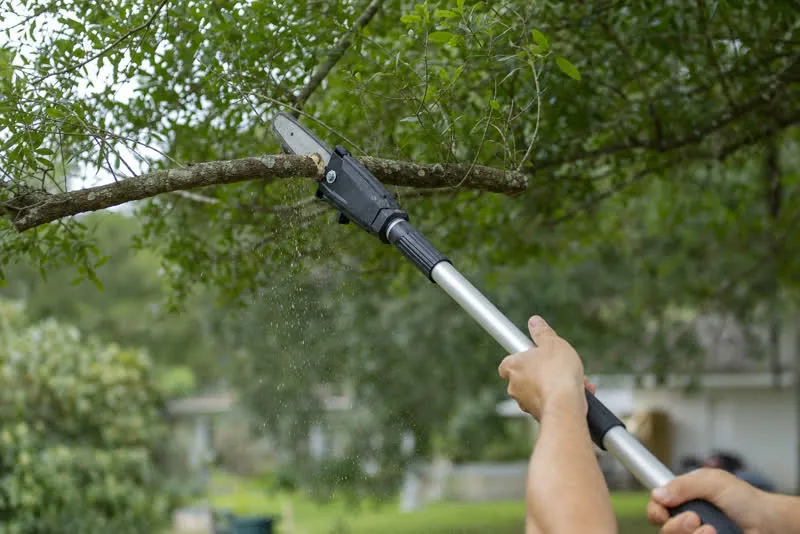 Trees and tree care related to Tree Trimming vs Pruning in Daytona Beach, FL: What's the Difference? Trees and tree care related to Tree Trimming vs Pruning in Daytona Beach, FL: What's the Difference?
