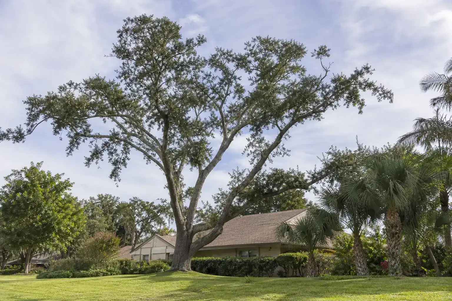 Mature Florida shade tree with branches ready for trimming during a discussion of what tree pruning actually means Mature Florida shade tree with branches ready for trimming during a discussion of what tree pruning actually means