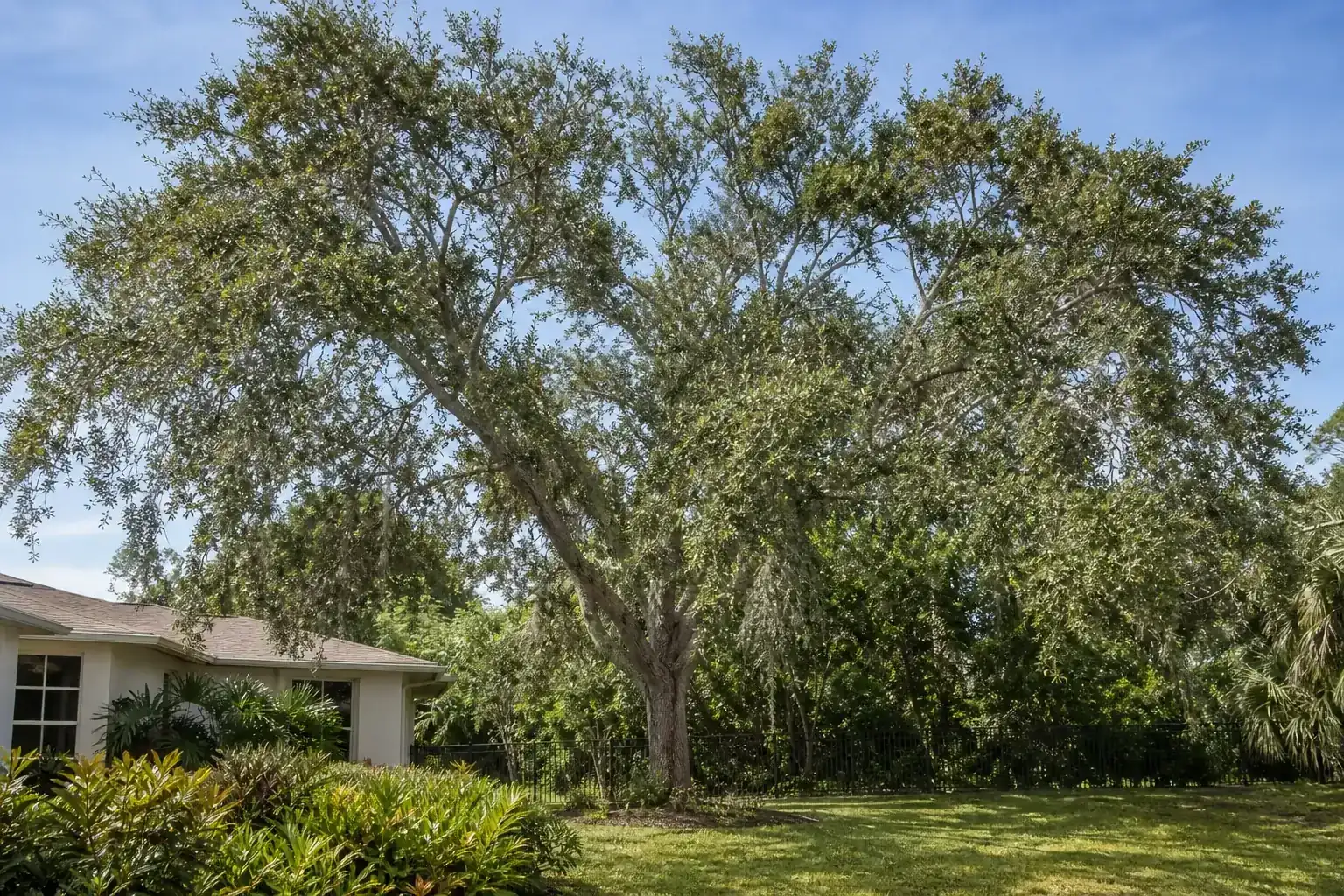 Mature Florida shade tree with branches ready for trimming illustrating what tree trimming actually means Mature Florida shade tree with branches ready for trimming illustrating what tree trimming actually means