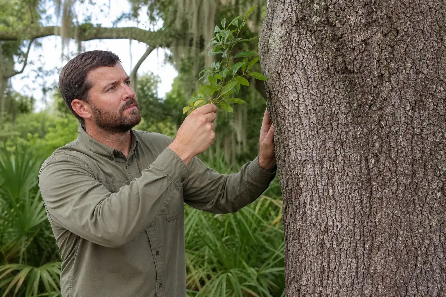 Tree care professional inspecting a mature shade tree illustrating understanding the role of a professional arborist in central fl Tree care professional inspecting a mature shade tree illustrating understanding the role of a professional arborist in central fl