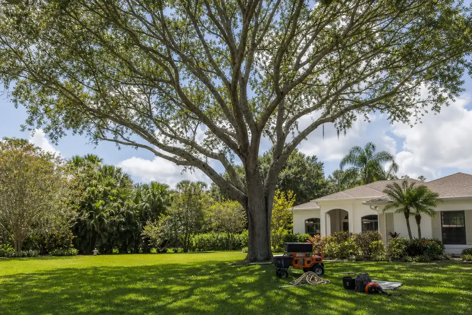 Mature Florida tree in a residential yard for trusted tree company near me daytona beach, fl Mature Florida tree in a residential yard for trusted tree company near me daytona beach, fl