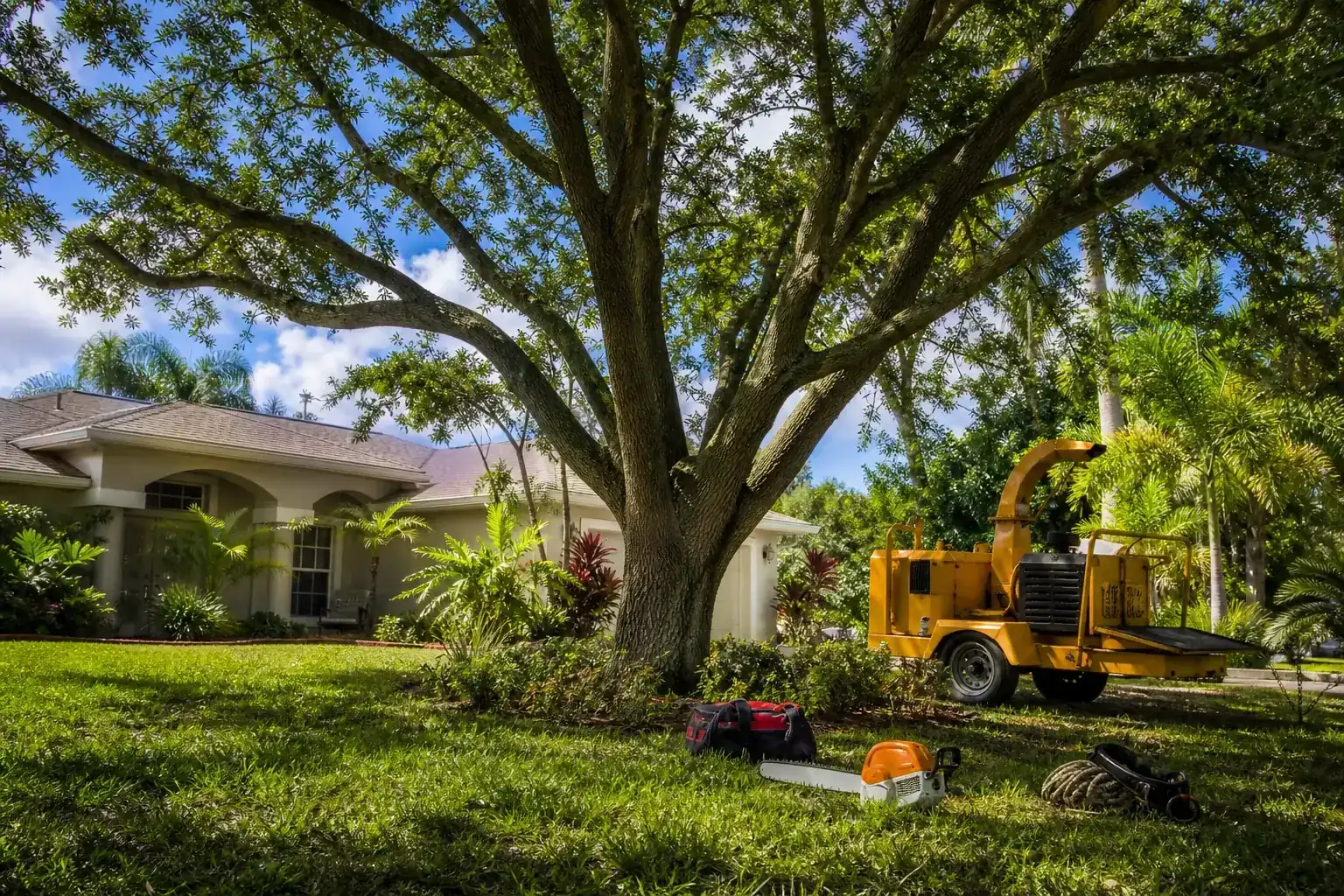 Mature Florida tree in a residential yard during a discussion of key qualities of a trusted tree company in daytona beach, fl Mature Florida tree in a residential yard during a discussion of key qualities of a trusted tree company in daytona beach, fl
