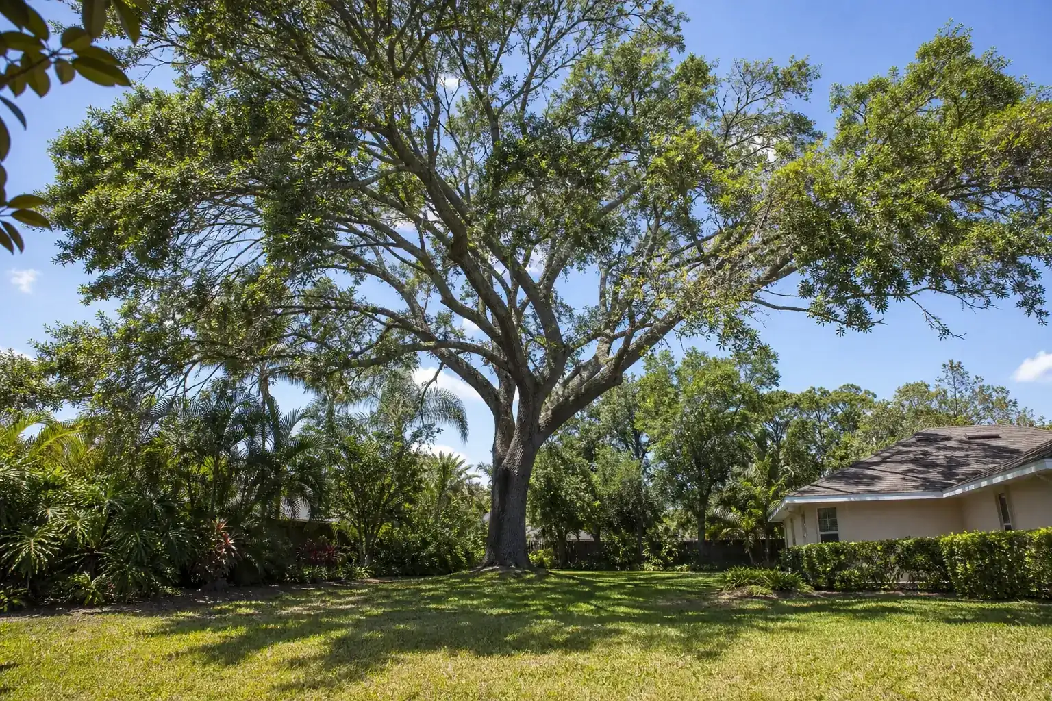 Mature Florida shade tree with branches ready for trimming during a discussion of best times of year for tree trimming in florida