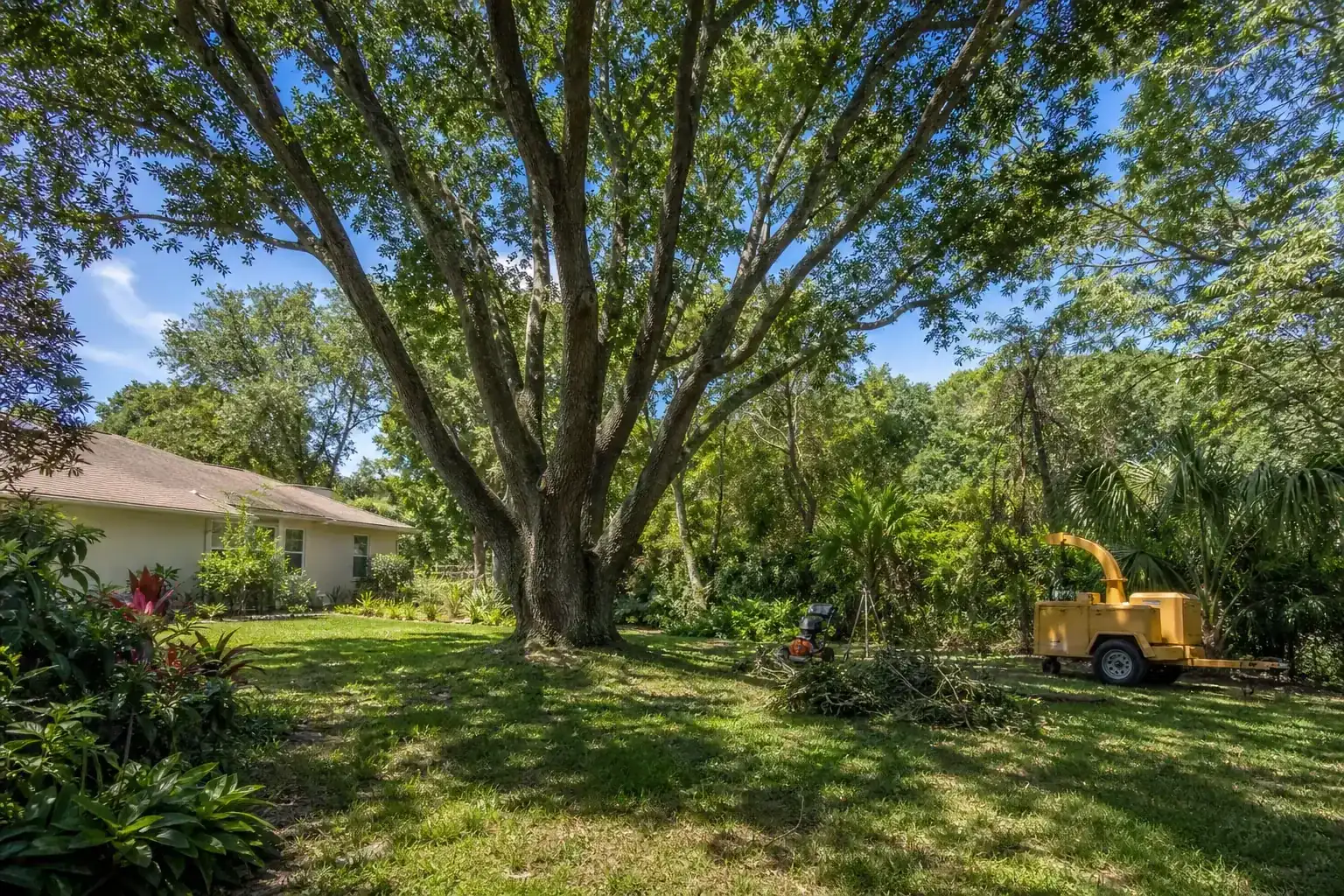 Mature Florida tree in a residential yard during a discussion of key benefits of a cleared yard for projects
