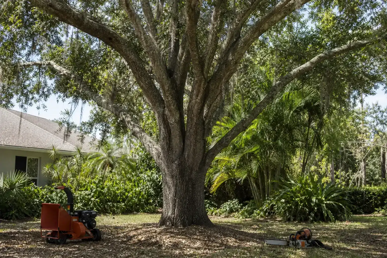 Mature Florida tree in a residential yard illustrating understanding yard clearing in glenwood, fl