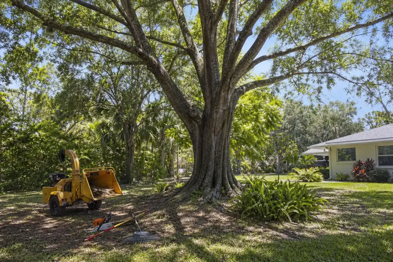 Mature Florida tree in a residential yard during a discussion of benefits of professional yard clearing in new smyrna, fl Mature Florida tree in a residential yard during a discussion of benefits of professional yard clearing in new smyrna, fl