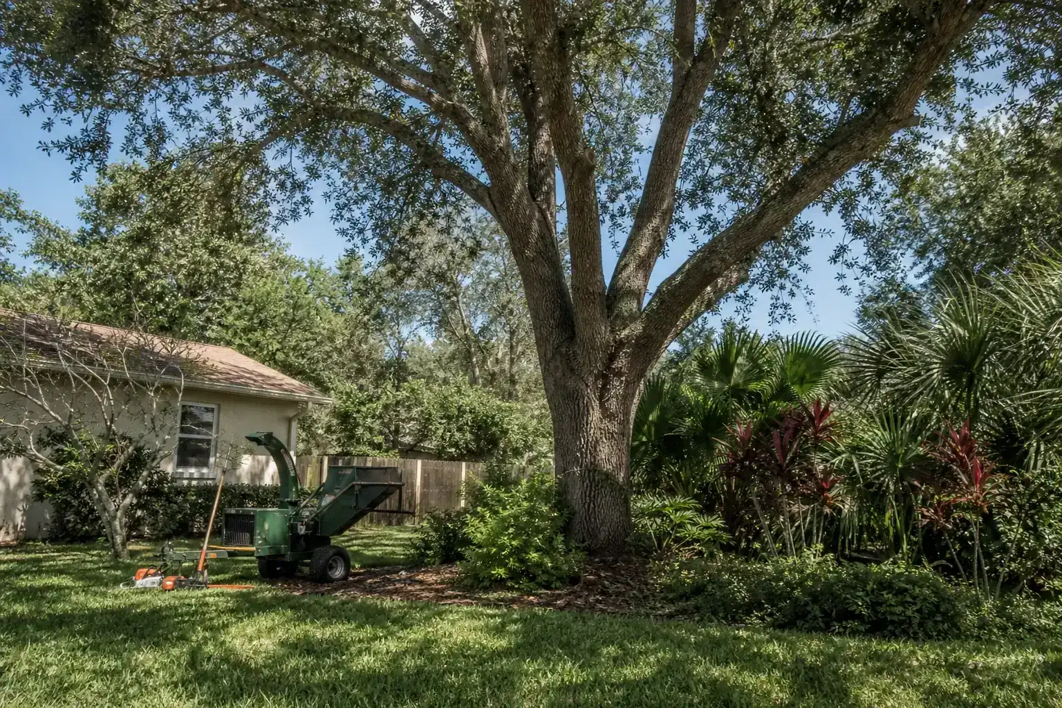Mature Florida tree in a residential yard during a discussion of choosing the right yard clearing service in daytona beach, fl Mature Florida tree in a residential yard during a discussion of choosing the right yard clearing service in daytona beach, fl