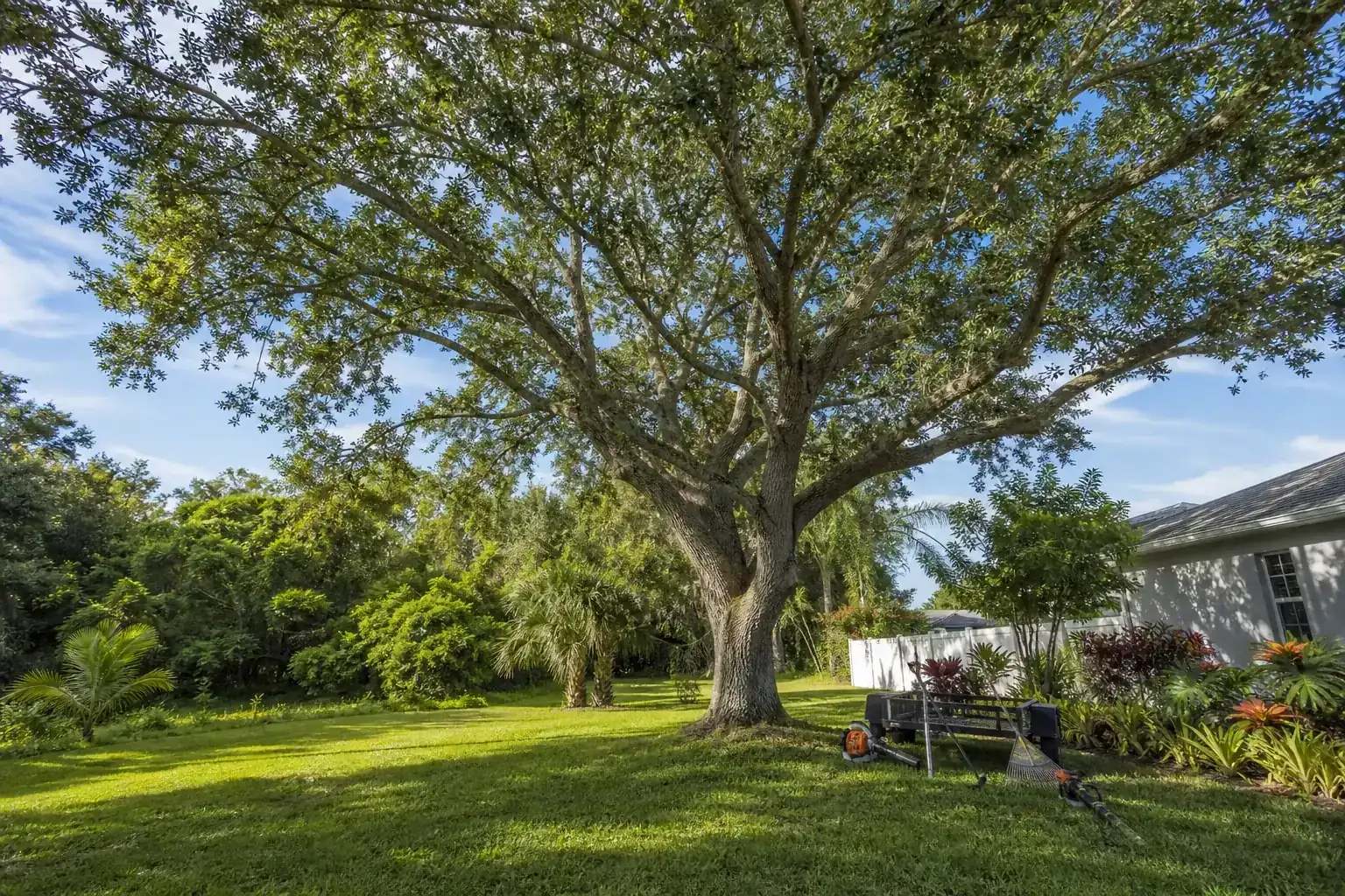 Mature Florida tree in a residential yard for yard clearing pros in daytona beach, fl Mature Florida tree in a residential yard for yard clearing pros in daytona beach, fl