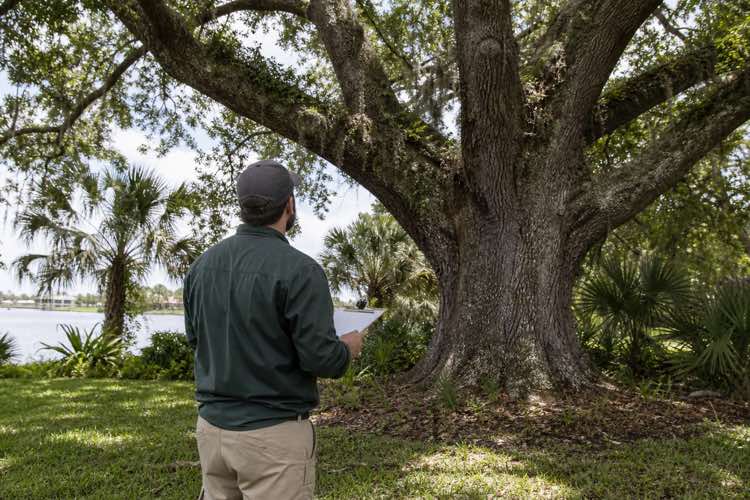 arborist before tree removal planning at a Daytona Beach, Florida property