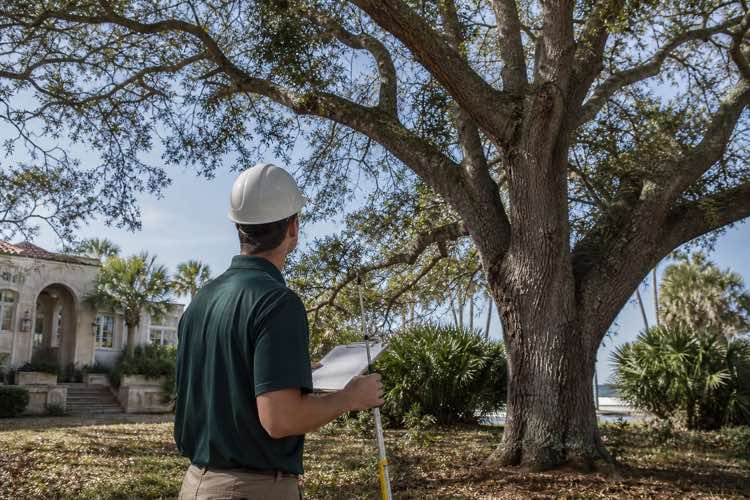 arborist tree trimming planning at a Daytona Beach, Florida property