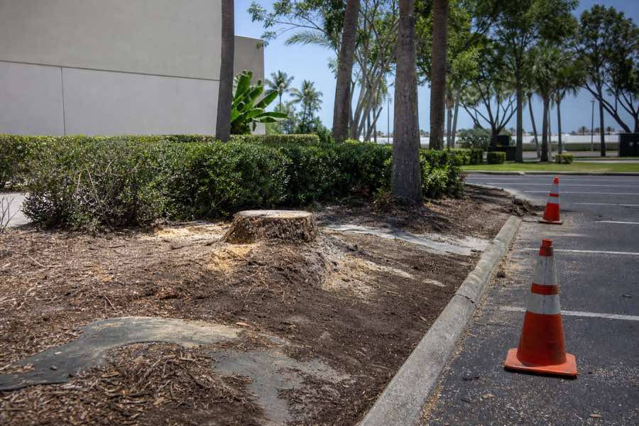 commercial stump grinding planning at a Daytona Beach, Florida property