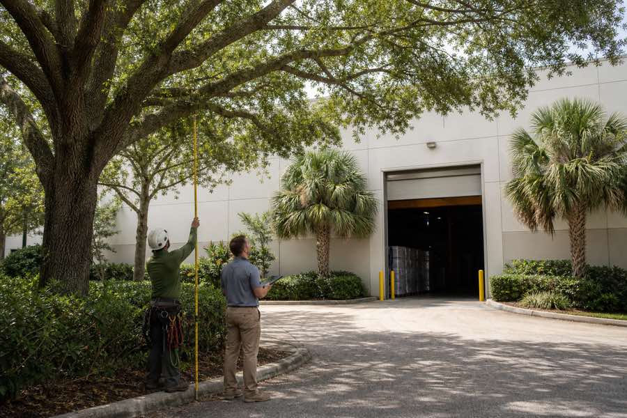 commercial tree trimming service planning at a Daytona Beach, Florida property