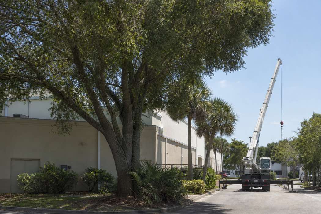crane tree removal planning at a Daytona Beach, Florida property