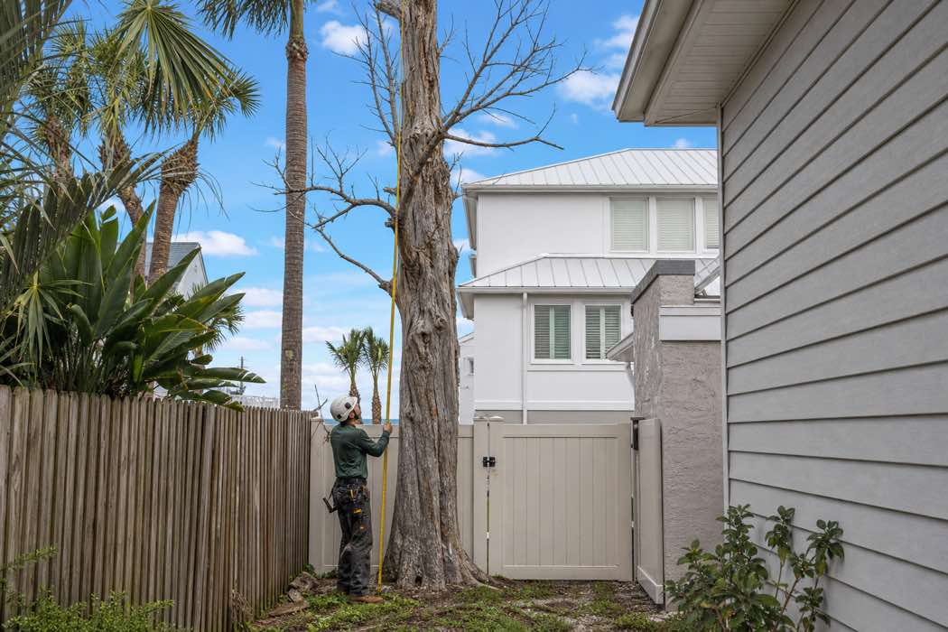dead tree removal planning at a Daytona Beach, Florida property