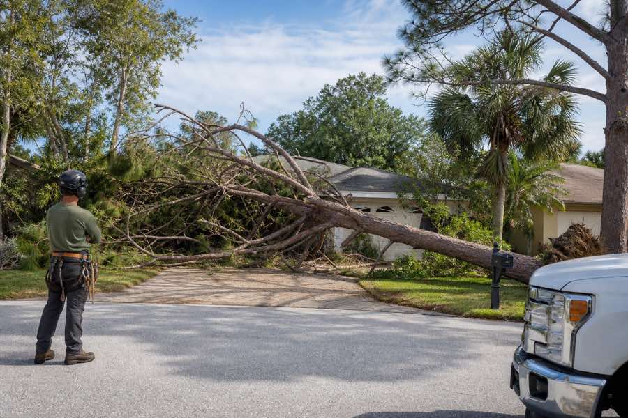 fallen tree removal planning at a Daytona Beach, Florida property