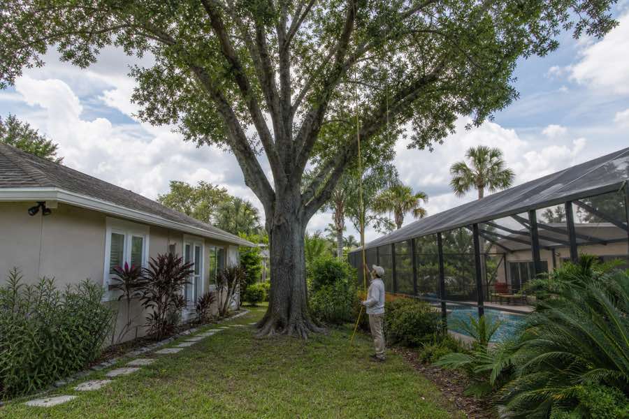 large tree removal planning at a Daytona Beach, Florida property
