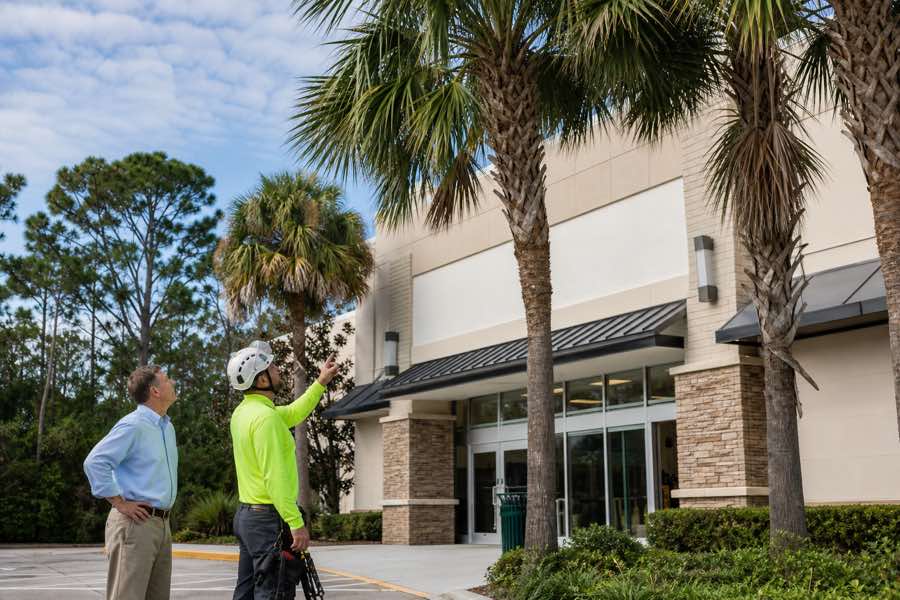 palm tree pruning service planning at a Daytona Beach, Florida property