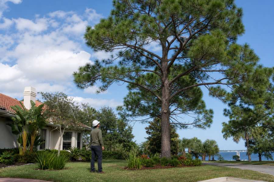 pine tree pruning planning at a Daytona Beach, Florida property