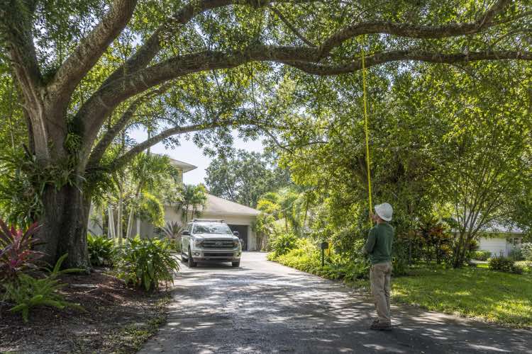 tree branch removal planning at a Daytona Beach, Florida property