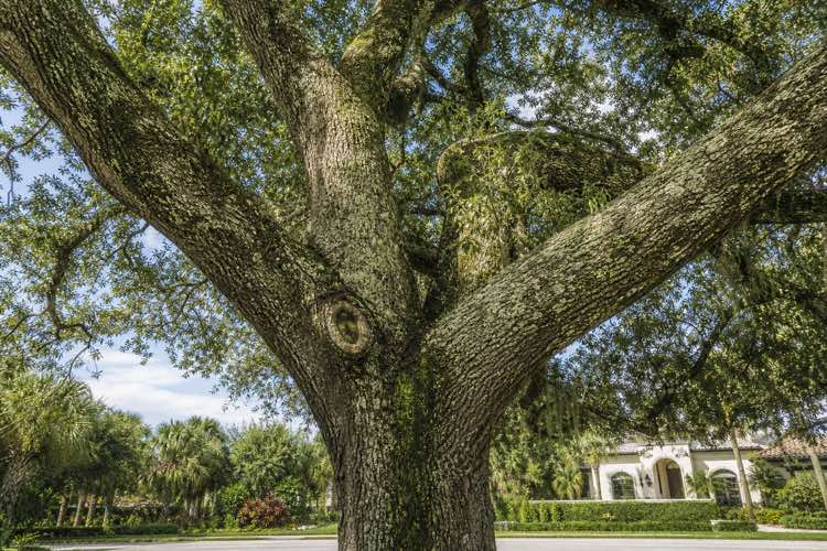 tree cabling planning at a Daytona Beach, Florida property