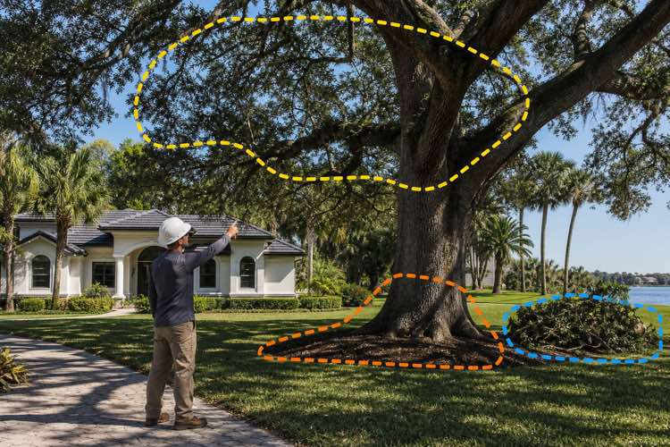 tree cutting service planning at a Daytona Beach, Florida property