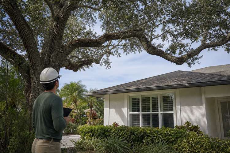 tree limb removal planning at a Daytona Beach, Florida property