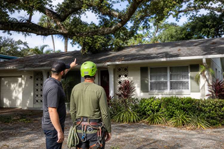 tree pruning service planning at a Daytona Beach, Florida property