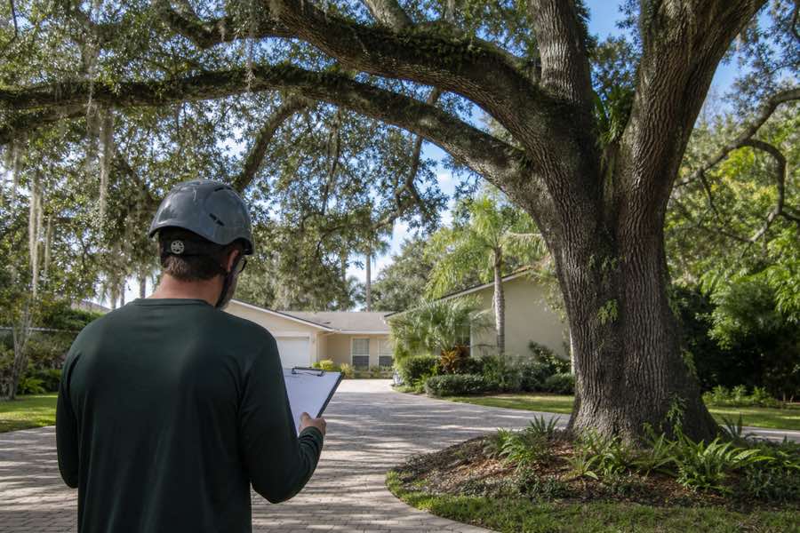 tree removal estimate planning at a Daytona Beach, Florida property
