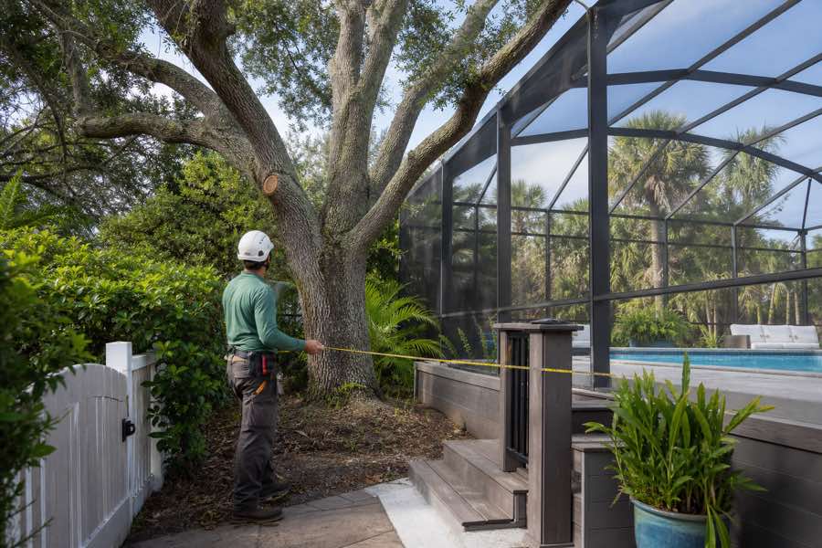 tree removal quote planning at a Daytona Beach, Florida property