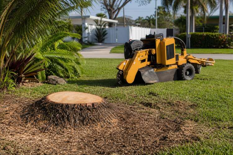 stump grinding after tree removal planning at a Daytona Beach, Florida property