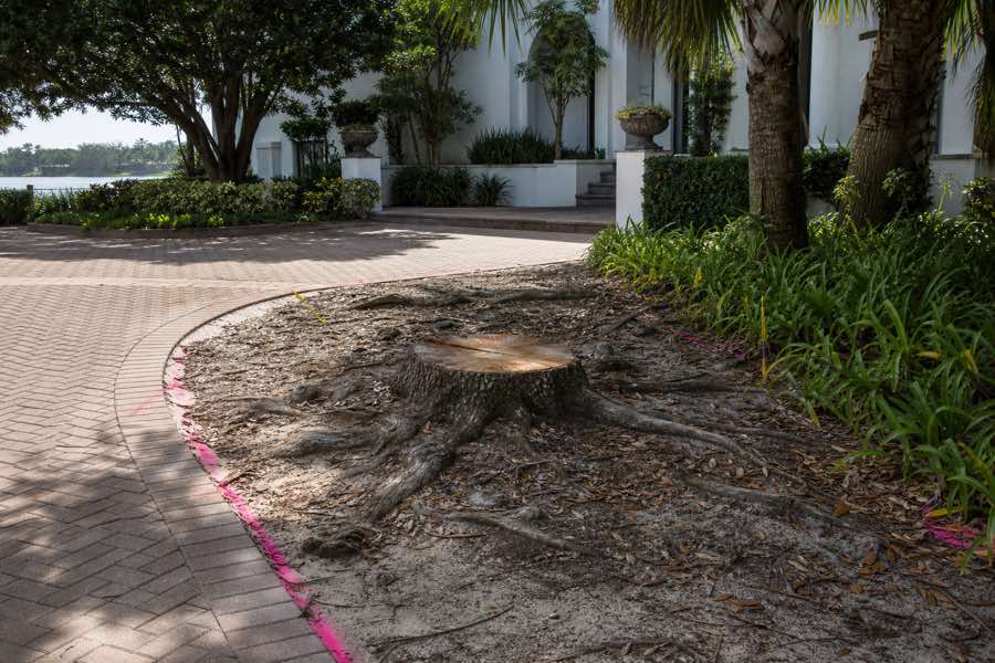 tree root removal planning at a Daytona Beach, Florida property
