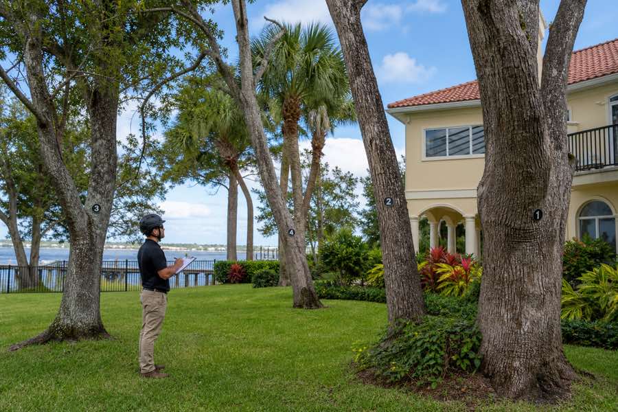 tree service estimate planning at a Daytona Beach, Florida property