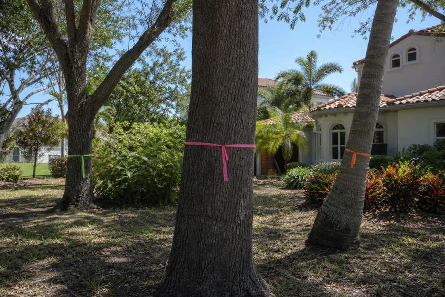 tree trimming and removal planning at a Daytona Beach, Florida property