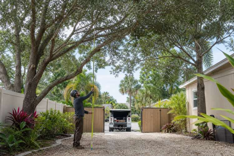 tree trimming service planning at a Daytona Beach, Florida property
