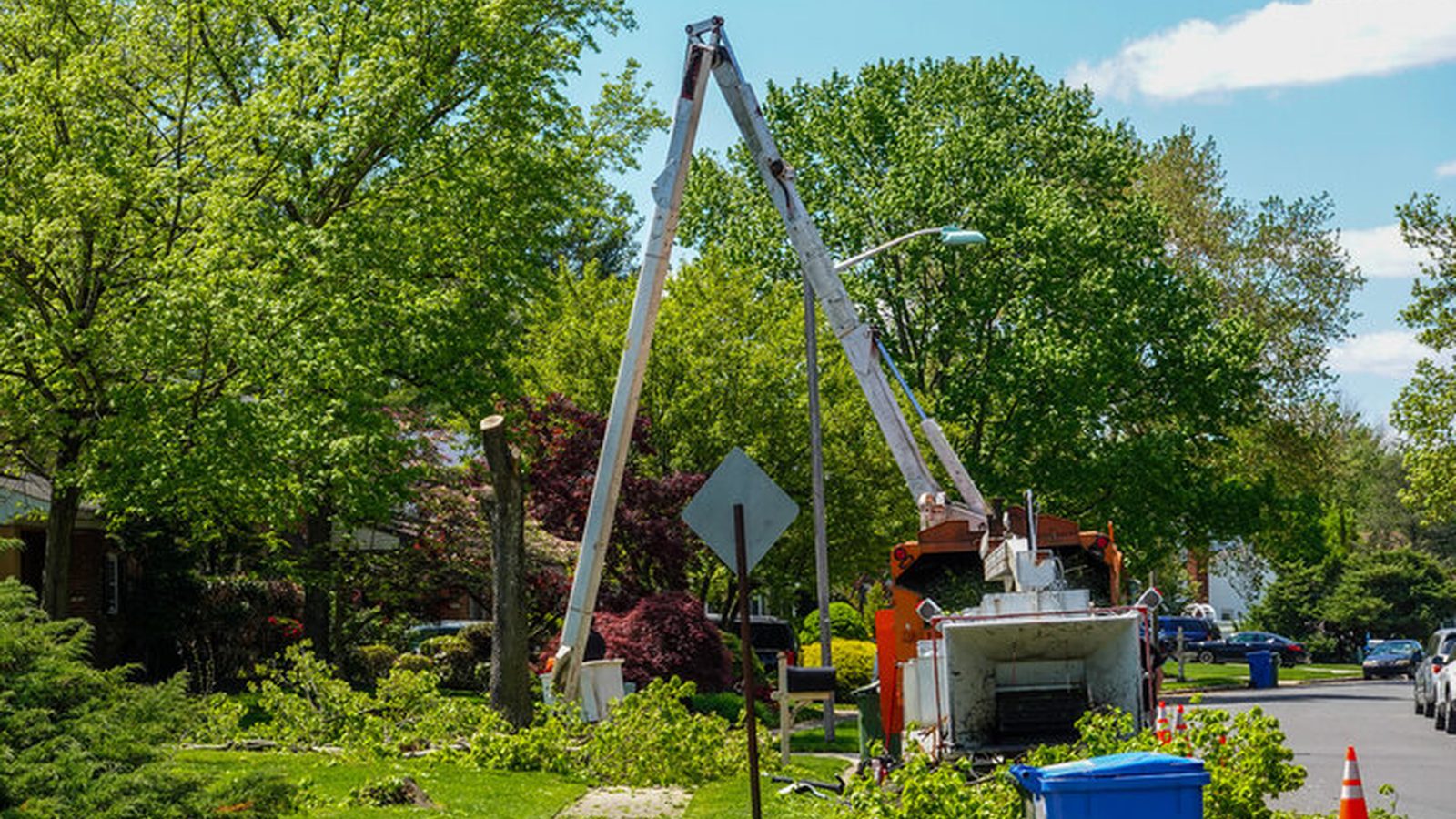 Tree-care scene supporting canopy thinning in Pensacola, FL