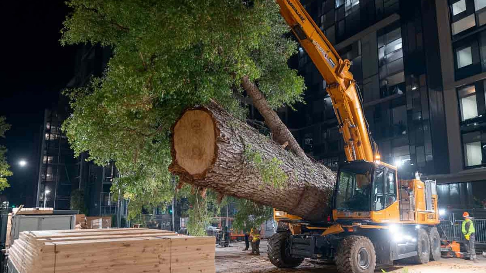 Crane Tree Removal in Pensacola, FL - tree-care scene Tree-care scene supporting crane tree removal in Pensacola, FL