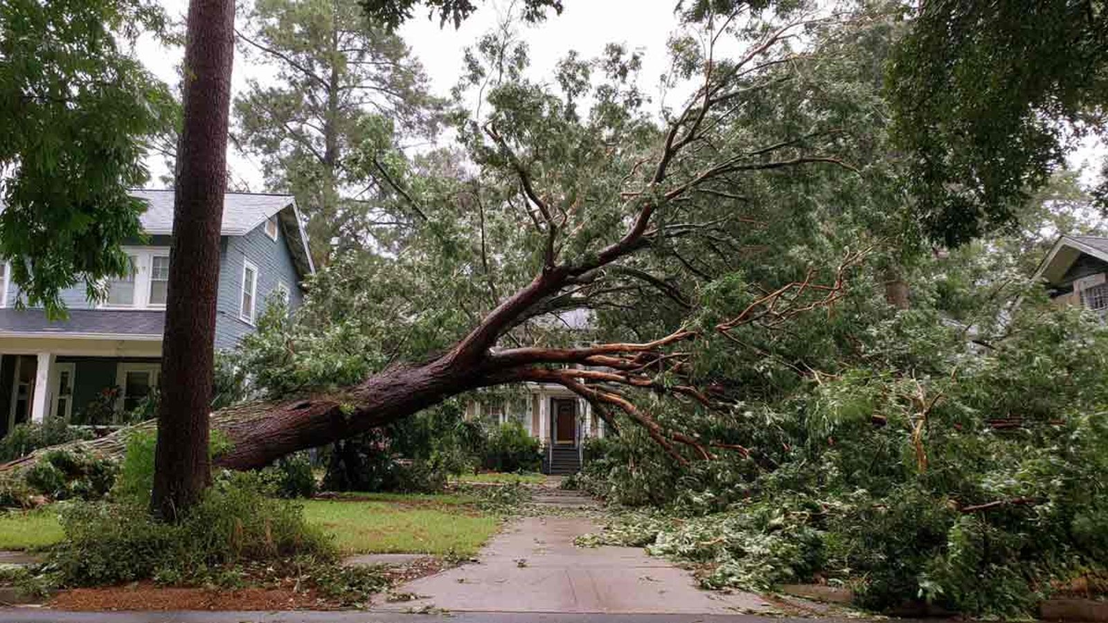 Tree-care scene supporting dead tree removal in Pensacola, FL