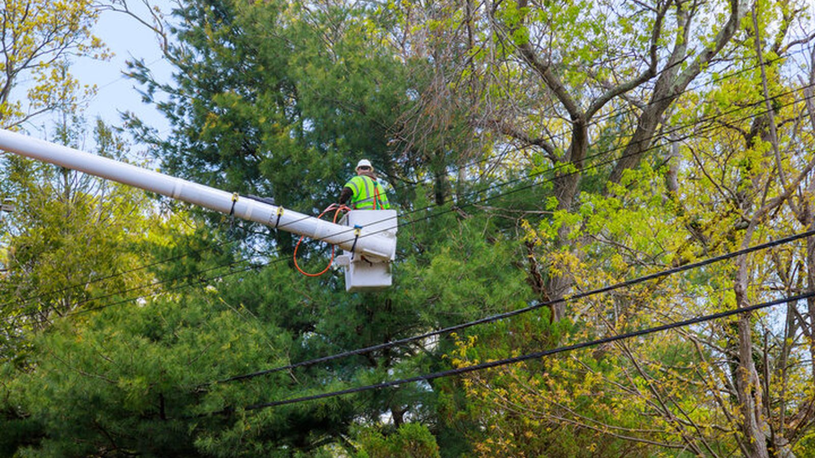 Property Management Tree Services in Pensacola, FL - tree-care scene Tree-care scene supporting property management tree services in Pensacola, FL