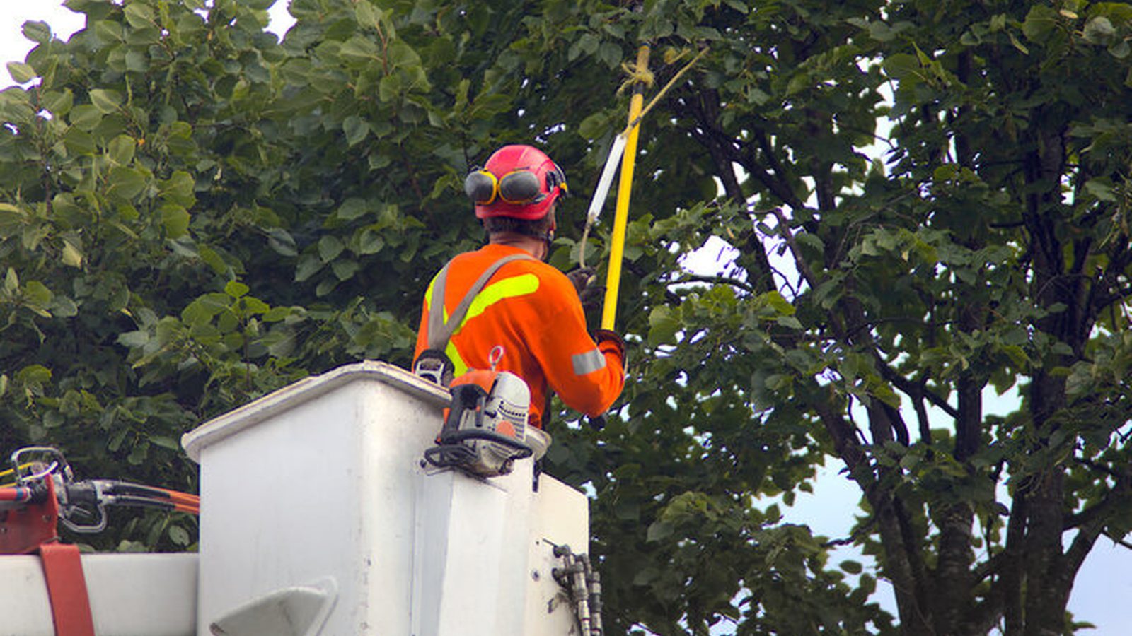 Tree-care scene supporting residential tree services in Pensacola, FL