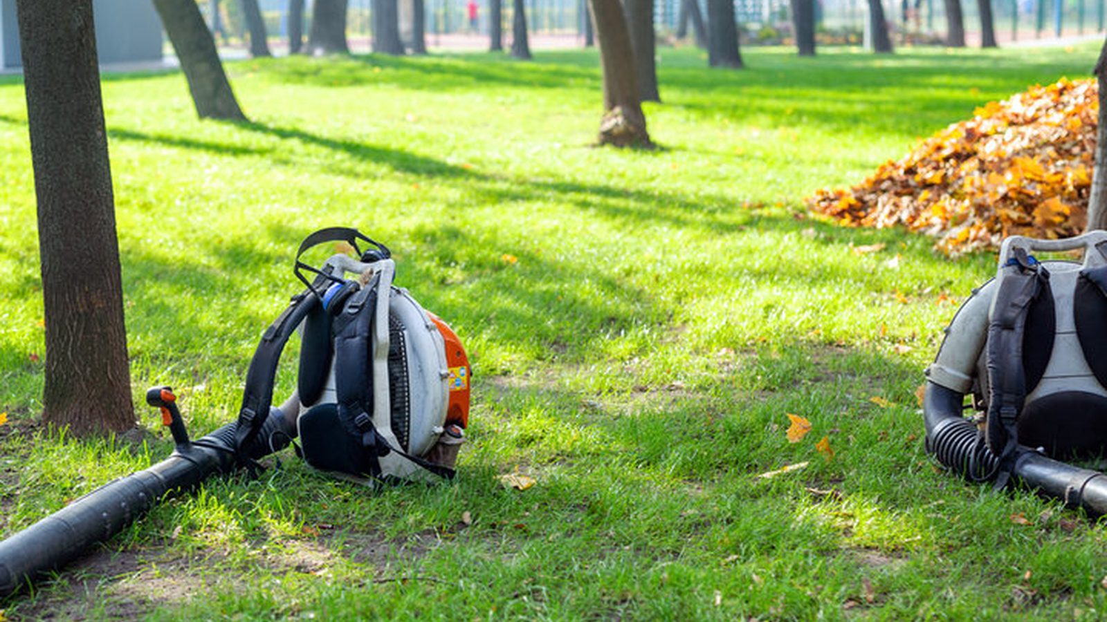 Retail Tree Services in Pensacola, FL - tree-care scene Tree-care scene supporting retail tree services in Pensacola, FL