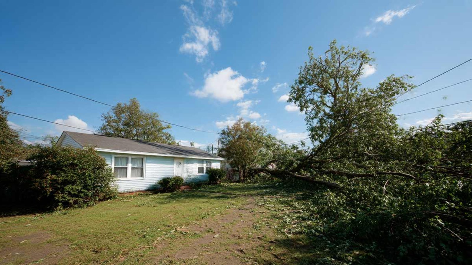 Storm Damage Tree Removal in Pensacola, FL - tree-care scene Tree-care scene supporting storm damage tree removal in Pensacola, FL