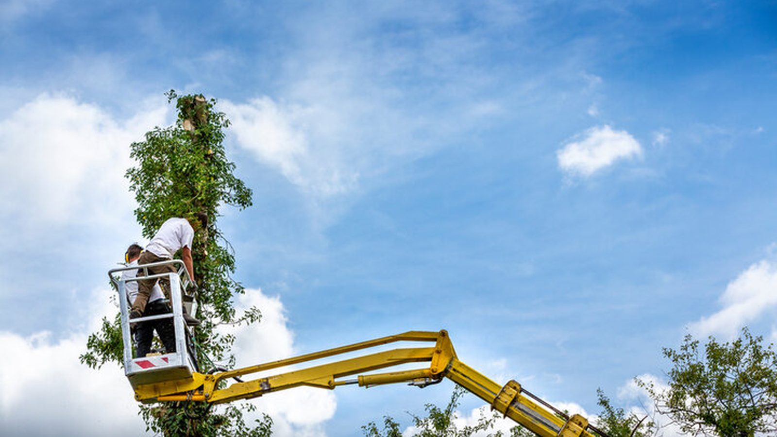 Tree Disease Treatment in Pensacola, FL - tree-care scene Tree-care scene supporting tree disease treatment in Pensacola, FL