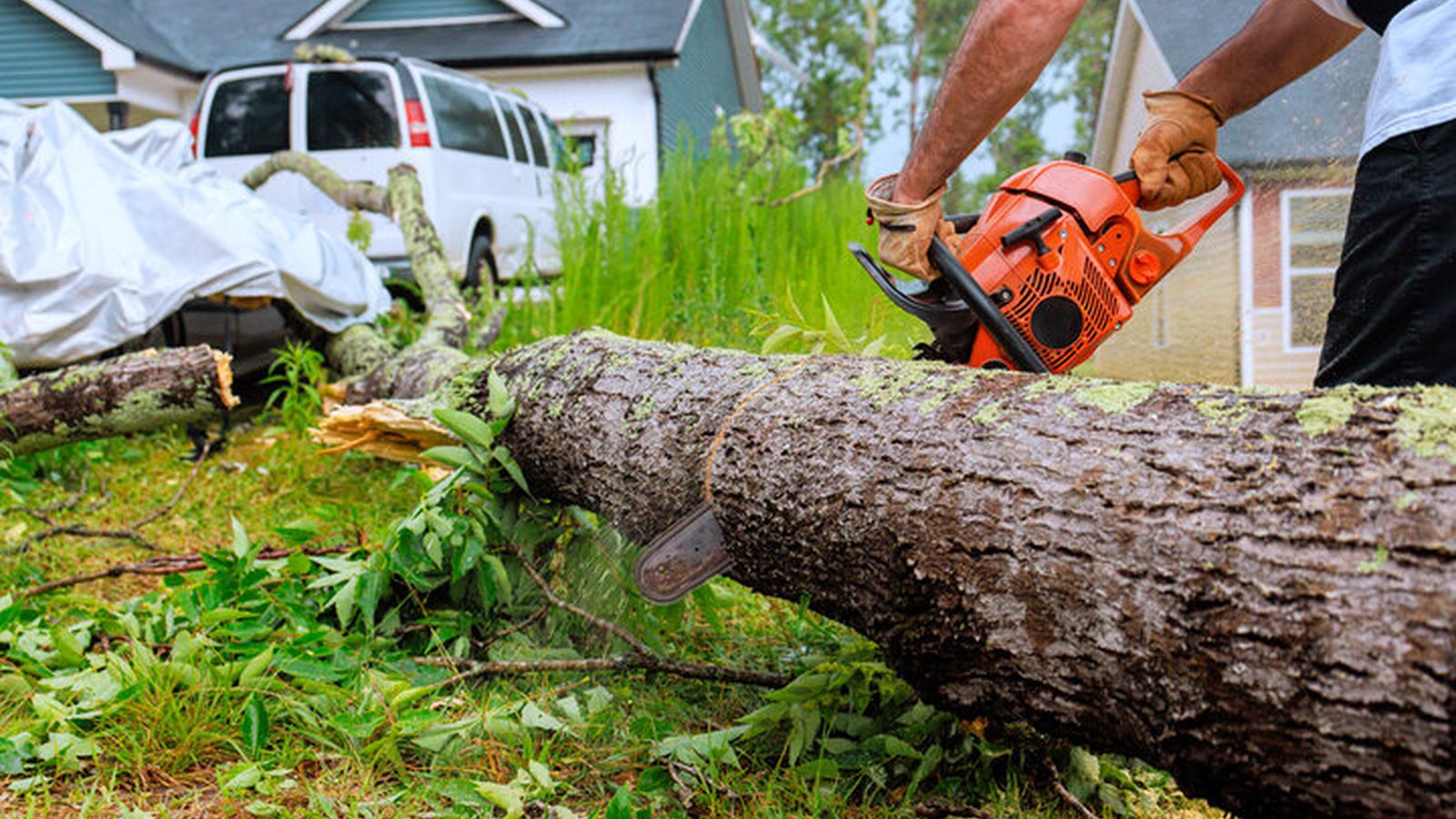 Tree Fertilization in Pensacola, FL - tree-care scene Tree-care scene supporting tree fertilization in Pensacola, FL