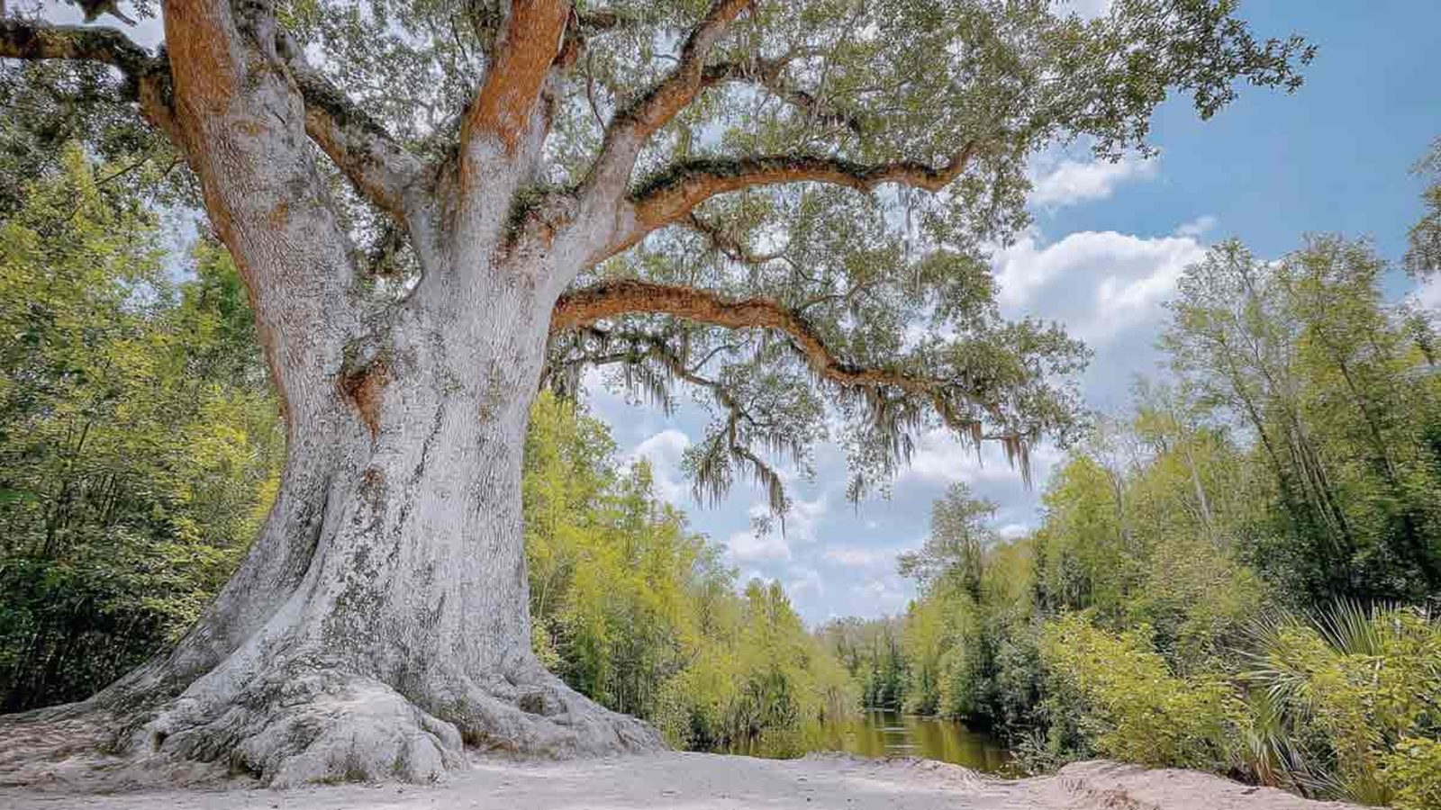 Tree Risk Assessment Report in Pensacola, FL - tree-care scene Tree-care scene supporting tree risk assessment report in Pensacola, FL