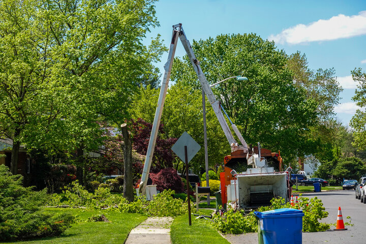 Tree Pruning Ormond Beach
