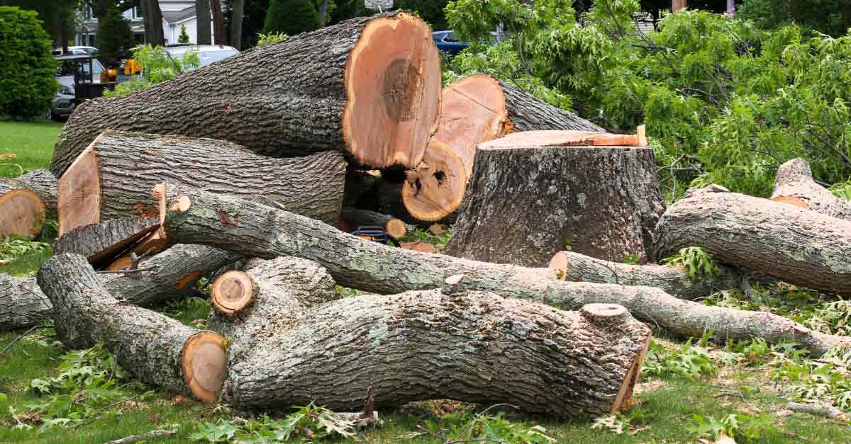 Tree Removal Solutions Daytona Beach