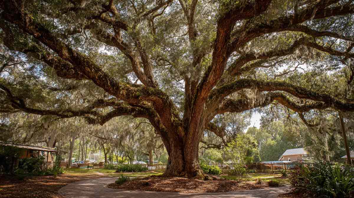 Large Tree Removal DeLand